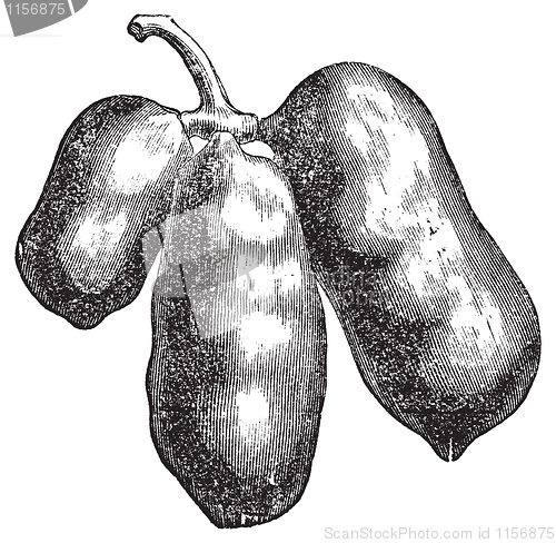 Image of Common pawpaw or asimina triloba old engraving.