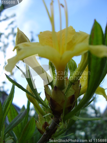 Image of yellow bloom