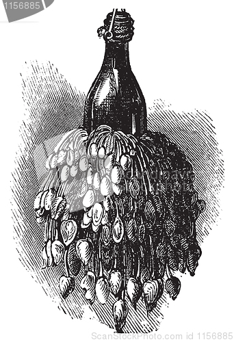 Image of Barnacles on a bottle ( anatifa anserifera) old vintage engravin