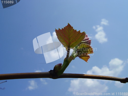 Image of germinating grape