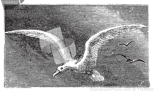 Image of Wandering albastross, Snowy albatross, white-winged albatross or