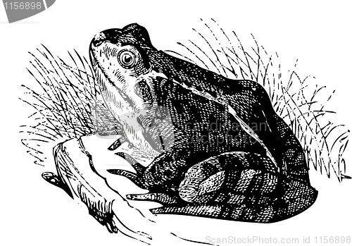 Image of Water frog old illustration