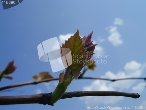 Image of germinating grape