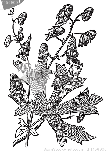 Image of Flower of Monkshood or Aconitum napellus engraved illustration.