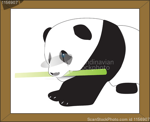 Image of panda