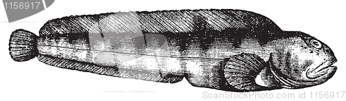 Image of Seawolf, Atlantic wolffish or catfish or anarrhichas vomerinus o
