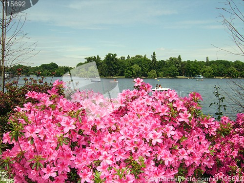 Image of Flowers by the lake