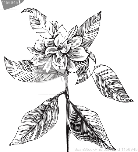 Image of A common gardenia engraving illustration