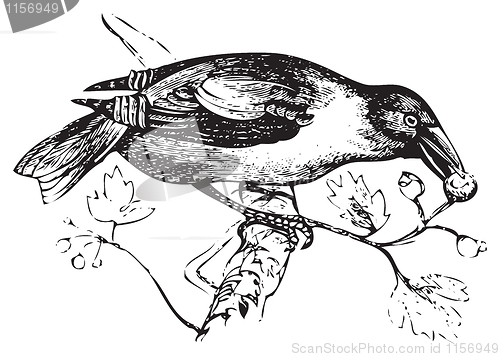 Image of An old engraving of a hawfinch or grosbeak eating