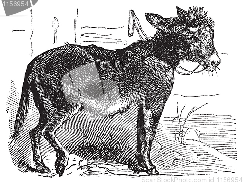 Image of Domesticated donkey, ass, asinus vulgaris or Equus africanus asi