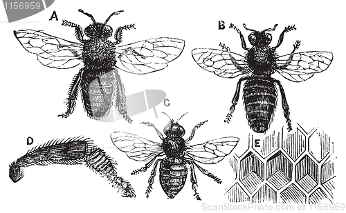 Image of Male, female and neutral bee with leg close-up and honeycomb