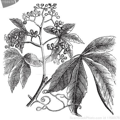 Image of Virginia Creeper, Ampelopsis or  Parthenocissus Quinquefolia, Am