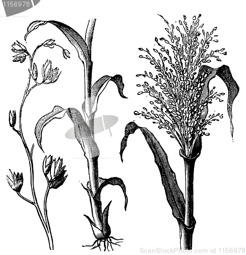 Image of Andropogon virginicus or broomsedge bluestem old vintage engravi