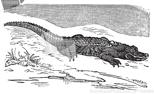 Image of American Alligator engraving, or Alligator Mississippiensis.