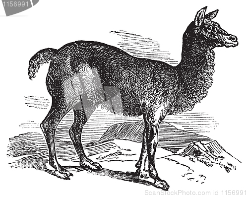 Image of Alpaca or Vicugna pacos vintage engraving.