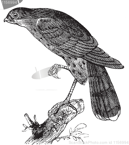 Image of Sharp-shinned hawk or Accipiter fuscus bird vintage illustration