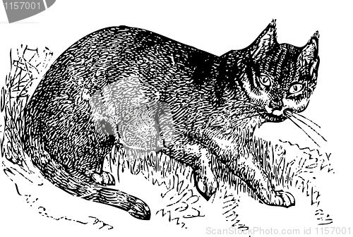 Image of Wild cat old illustration