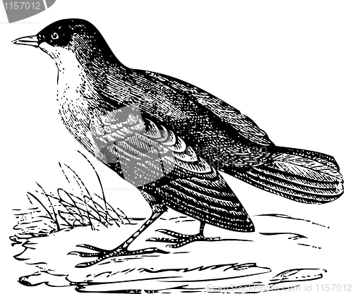 Image of White-throated Dipper old engraving