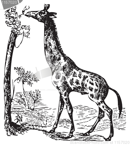 Image of An old giraffe engraving illustration