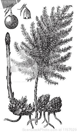 Image of Asparagus or Asparagus officinalis old engraving.