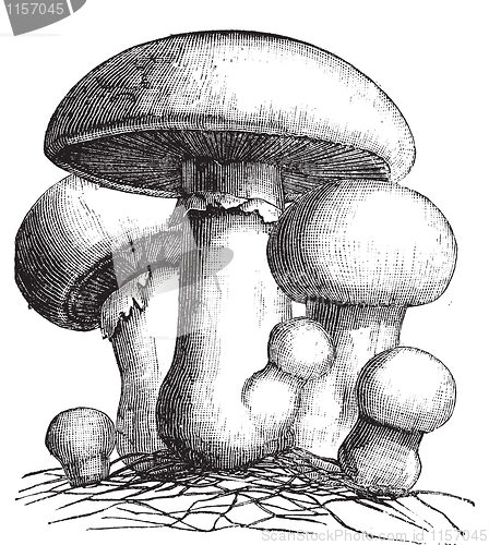 Image of Agaricus campestris or meadow mushroom engraving