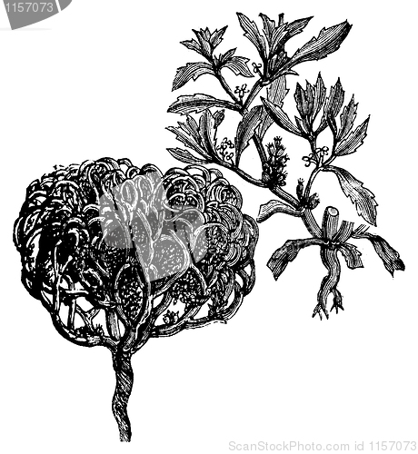 Image of Anastatica hierochuntica, tumbleweed or resurrection plant old v