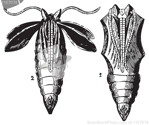 Image of Opened and closed chrysalis engraving