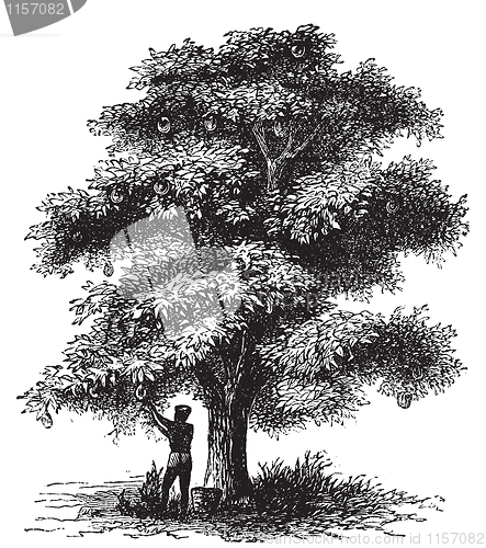 Image of Artocarpe, Breadfruit or Artocarpus altilis old engraving.