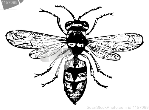 Image of Old wasp engraving, Vespa Vulgaris