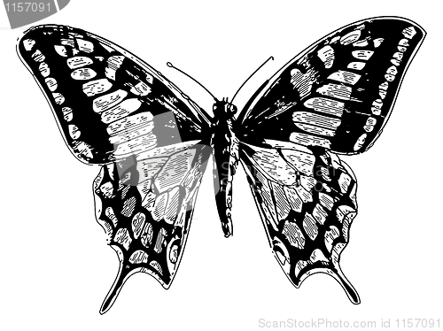 Image of Old world swallowtail or papilio machaon