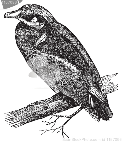 Image of Wood duck, Carolina duck or Aix sponsa engraving
