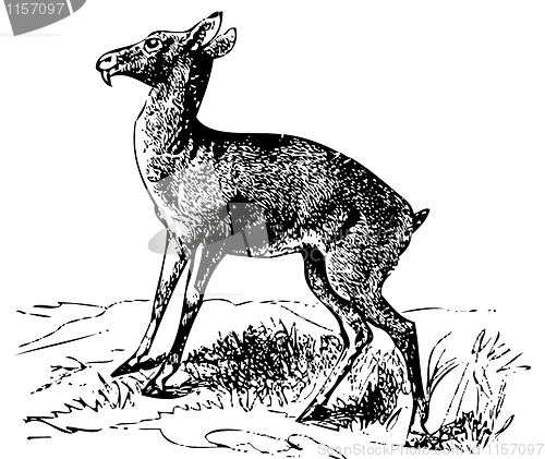 Image of Old engraving of a Siberian musk deer or moschus moschiferus