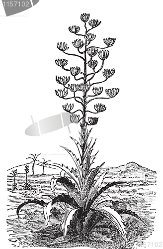 Image of Century plant or Agave Americana old vintage engraving.