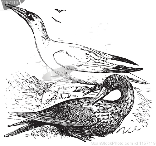 Image of Adult and immature northern gannets or Morus Bassanus