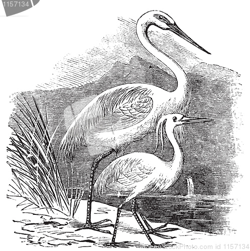 Image of Engraving of a Great Egret (ardea alba) and Little Egret (ardea 