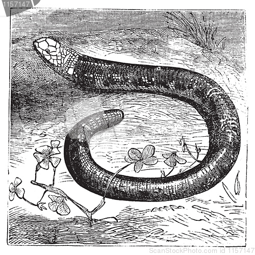 Image of Amphisbaena fuliginosa, black-and-white worm lizard or speckled 