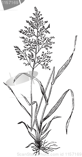 Image of Redtop or Browntop grass, or Agnostis vulgaris or Capillaris eng