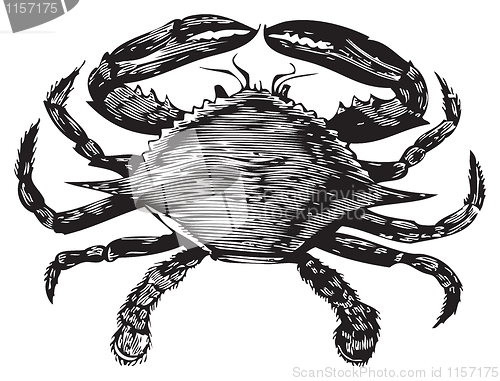 Image of Blue Crab engraving (callinectes hastatus)