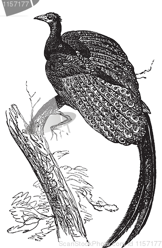 Image of Argus giganteus or Great pheasant, common specie of pheasant old