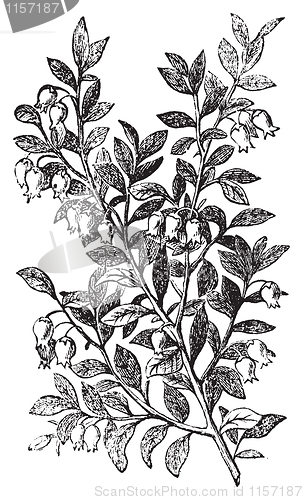 Image of Bilberry, whortleberry or Vaccinium myrtillus engraving