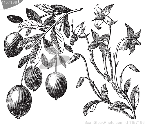 Image of Cranberry vintage engraving