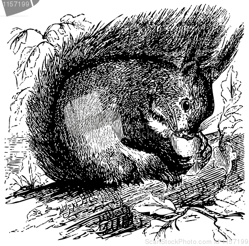 Image of Red squirrel or Sciurus vulgaris chewing on an acorn