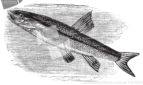 Image of Blacknosed dace, rhinichthys atratulus or argyreus atronasus old