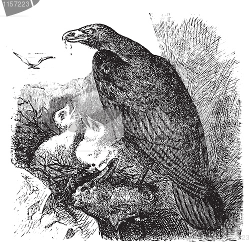 Image of Golden eagle or Aquila chrysaetos vintage engraving, vector.