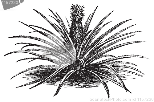 Image of Pineapple, ananassa sativa or ananas comosus old vintage engravi