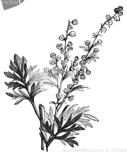 Image of Absinthe plant, Artemisia absinthium or wormwood engraving