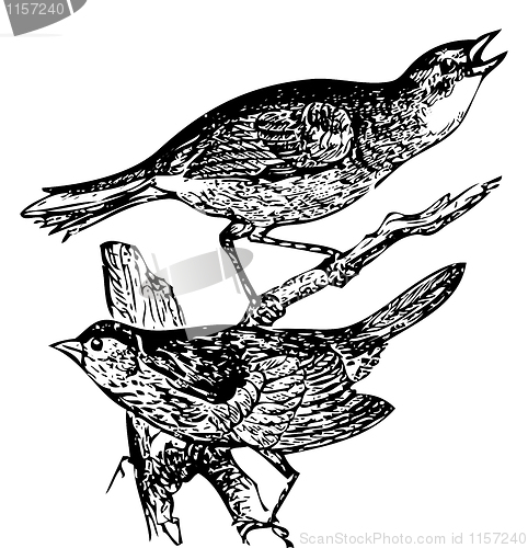 Image of Old engraving of a Seaside sparrow and Lincoln's sparrow