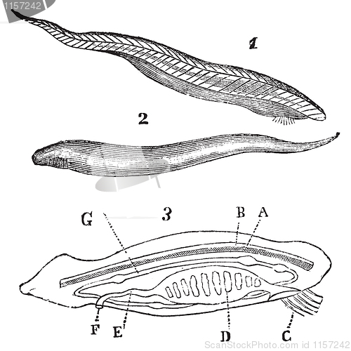 Image of Lancelet ( amphioxus lanceolatus ) top, bottom and inside view v