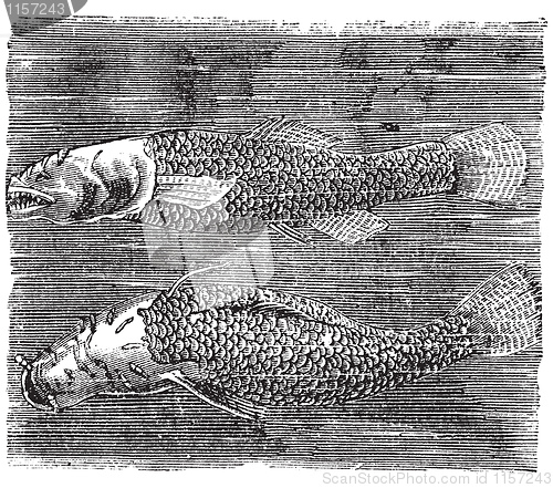 Image of Northern cavefish or  Amblyopsis spelaea vintage engraving.