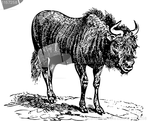 Image of Black Wildebeest (gnu) old engraving